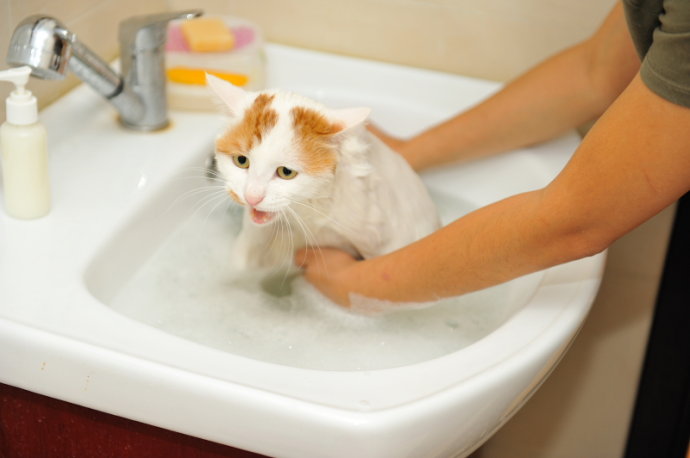 如何给猫洗澡教程,如何给猫洗澡不伤人