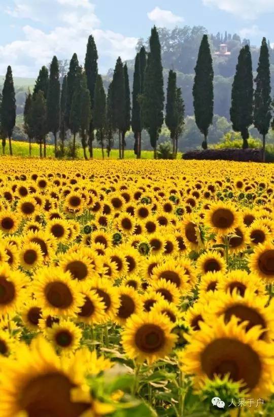 新年赏国花,世界各地最美的国花