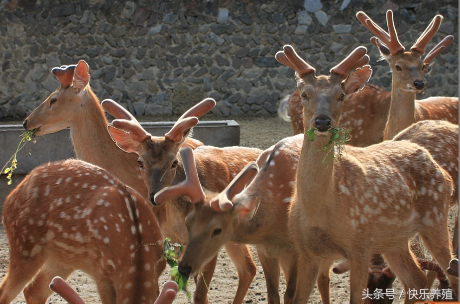 现在养鹿前景怎么样梅花鹿好养吗,梅花鹿养殖10问农村养鹿技术