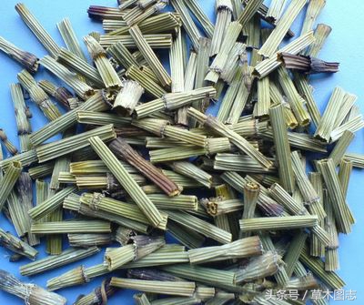 野生接骨草的作用,骨节草能吃吗