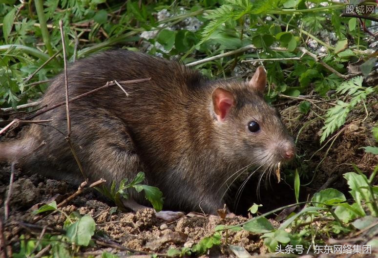 养殖人都怕什么动物,养什么动物比较危险
