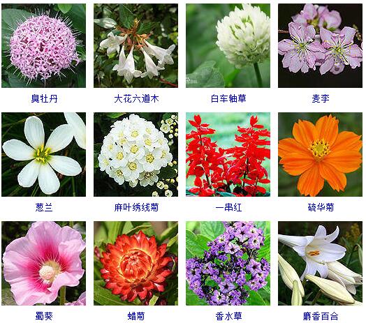 150种花卉大全,108种花卉大全
