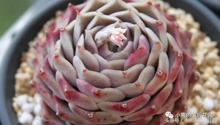 一九九六年历史大事,17年多肉市场变化趋势