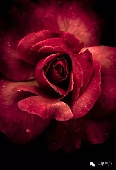 新年赏国花,世界各地最美的国花