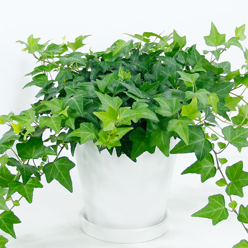 哪些绿色植物可以净化室内空气,室内绿色植物多的优点与缺点