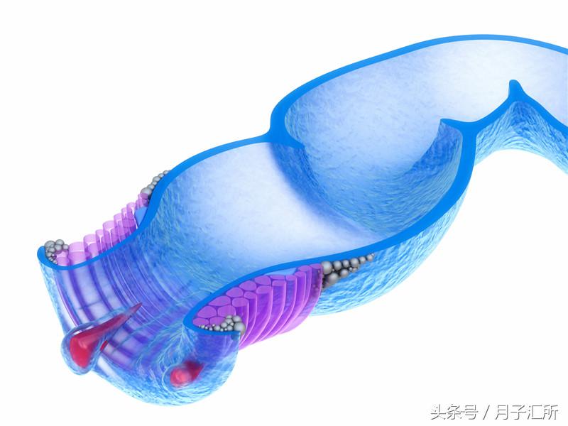 产后肛裂痔疮怎么办,便秘后肛裂了怎么办