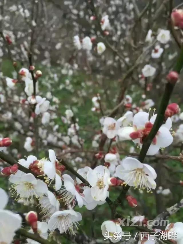 惠州梁化梅园最佳时间,惠州梁化梅园