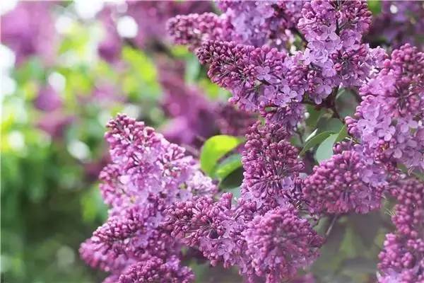 中国各大城市的市花分别是什么,吉林省省会长春市市花是什么