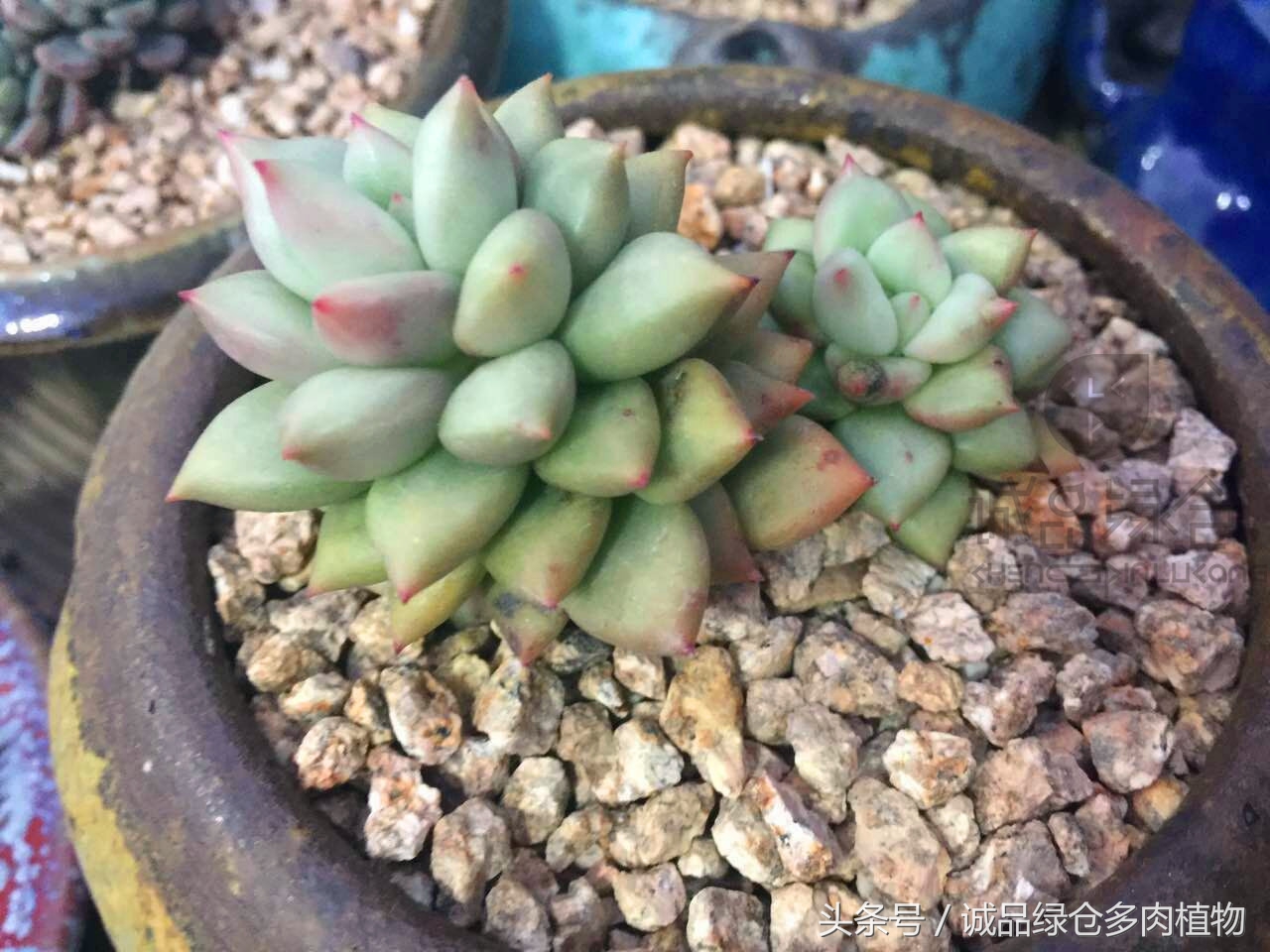 韩国正品直邮到手,韩国直邮多肉开箱