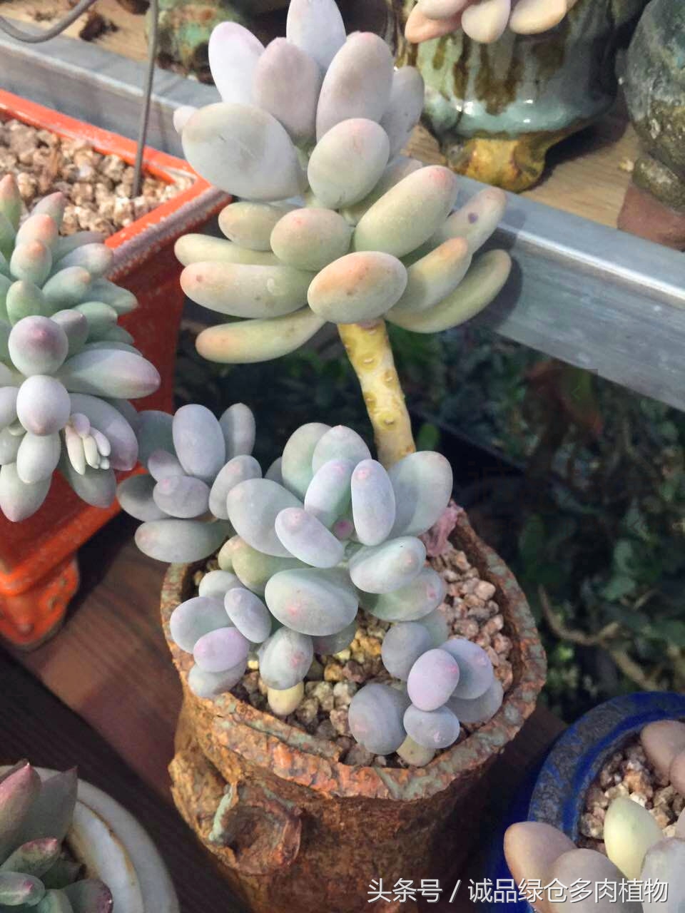 韩国正品直邮到手,韩国直邮多肉开箱