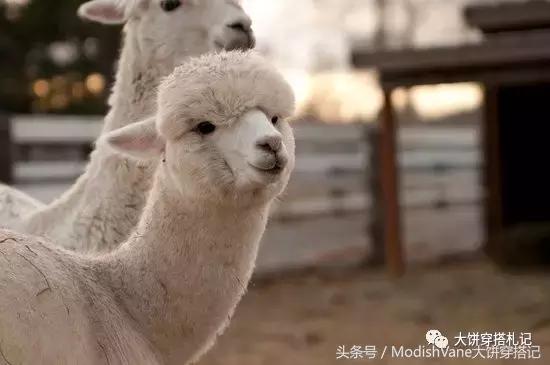 羊毛羊绒有什么区别,羊毛羊绒怎么选择