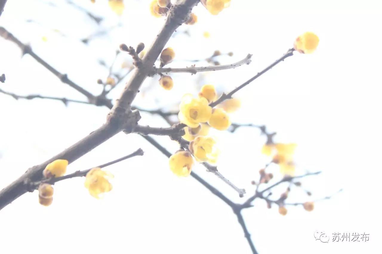 网师园里访腊梅:香密染成宫样黄……