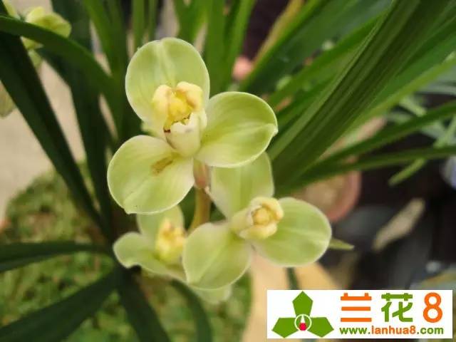 不懂栀子花,不懂兰因絮果