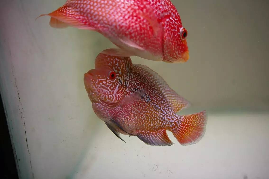 罗汉鱼被压制怎么办,罗汉鱼压苗是什么意思