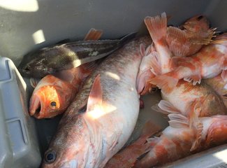 新西兰房车15天攻略,房车旅行记新西兰