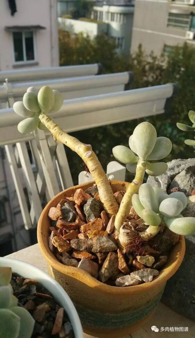 桃美人奶酪老桩多肉,桃美人可以养成绿色的吗