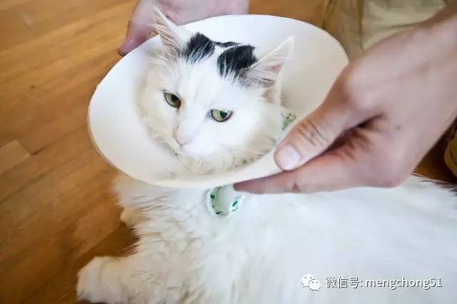 家有猫癣怎么消毒,家猫得了猫癣怎么预防传染人