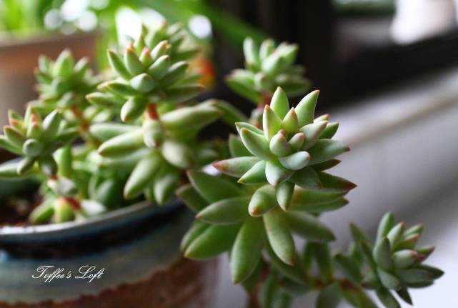 多肉植物烂根了怎么处理,多肉植物烂根怎么处理