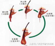 你是不是真正的脱发测试,如何判断脱发和正常掉发