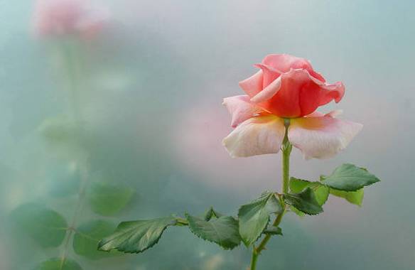 涓浗鍥借姳澶ц祻鍥剧墖,鍥借姳澶ц祻浜氭床鍥剧墖