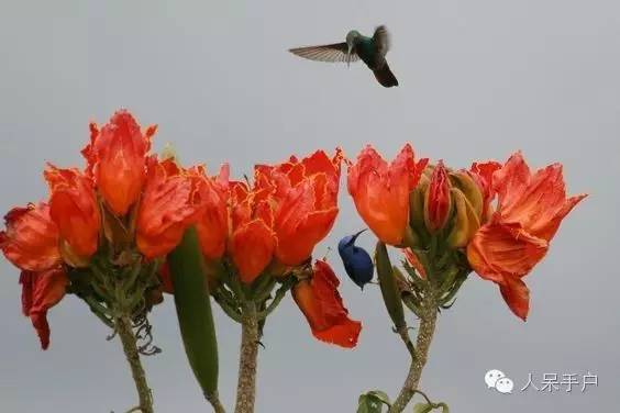涓浗鍥借姳澶ц祻鍥剧墖,鍥借姳澶ц祻浜氭床鍥剧墖