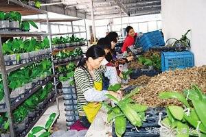 在农村种植什么最合适最挣钱,现在适合农村种植的什么最赚钱