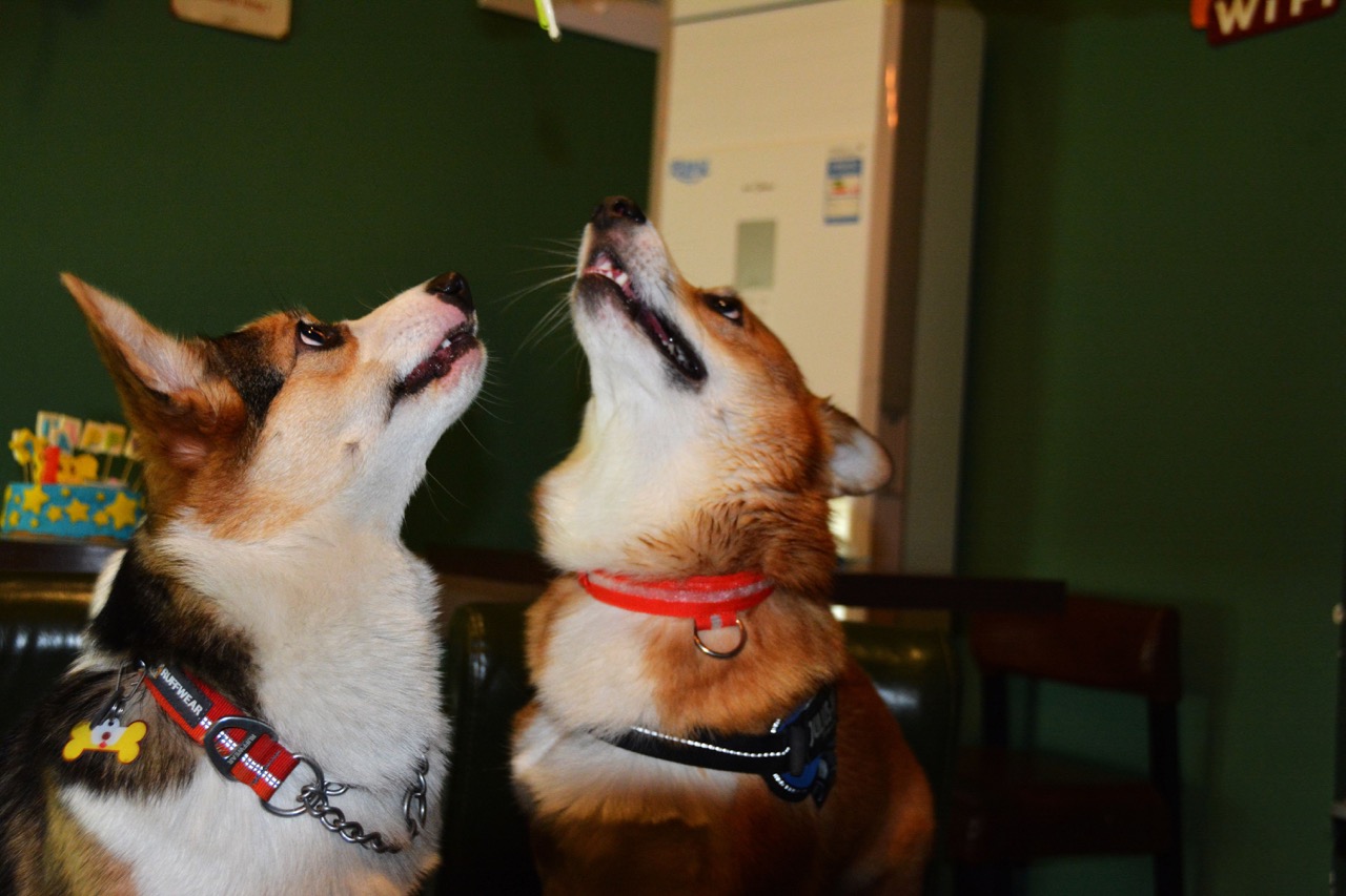 短腿男神蹭吃蹭喝欢乐多，“贱”装出席女票的生日派对