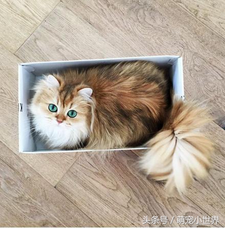 十大高颜值猫照片,唯一一张最可爱猫咪图片