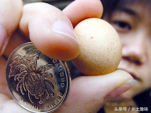 老母鸡下了一个特别小的蛋,老母鸡下了个破蛋