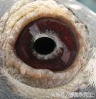 鸽子眼怎么区分明和暗,鸽子眼基本结构讲解