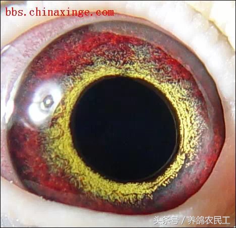 鸽子眼怎么区分明和暗,鸽子眼基本结构讲解