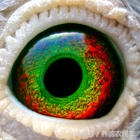 鸽子眼怎么区分明和暗,鸽子眼基本结构讲解