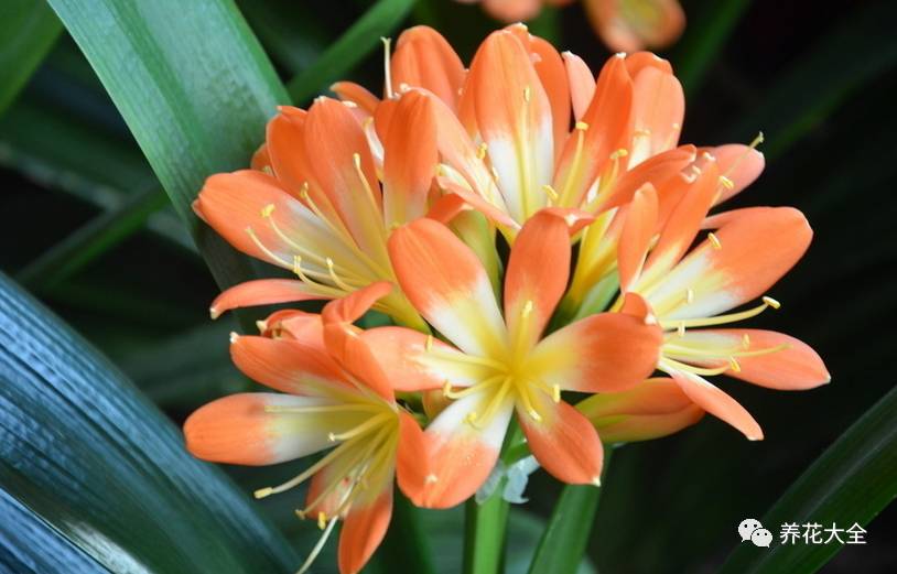 别人家的君子兰,君子兰没长出来就开花了怎么回事