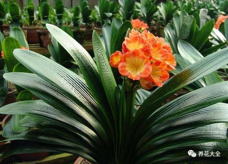 别人家的君子兰,君子兰没长出来就开花了怎么回事