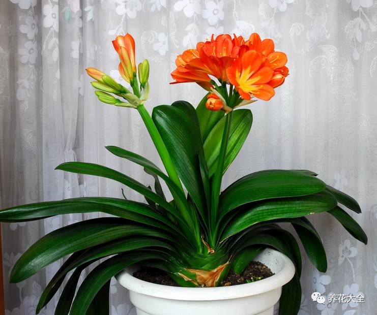 别人家的君子兰,君子兰没长出来就开花了怎么回事