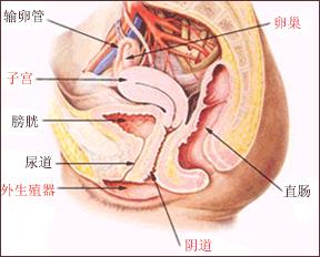 支原体妇科炎症有哪些表现,妇科宫颈炎症有哪些症状表现