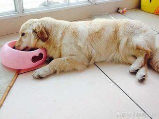 犬瘟不治疗一定会死吗,犬瘟热不可怕