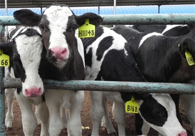 牛下崽后胎衣不下怎么治疗,牛三天胎衣不下的治疗方法