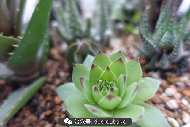 爱生活爱养花花卉绿植养护小知识,爱生活爱养花多肉植物养护小技巧