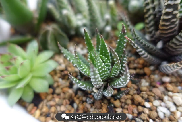 新手种植多肉植物教程,爱生活爱养花花卉绿植养护小知识