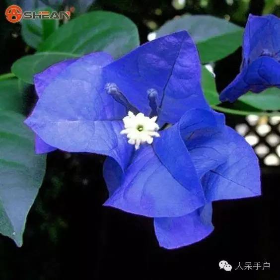 涓浗鍥借姳澶ц祻鍥剧墖,鍥借姳澶ц祻浜氭床鍥剧墖