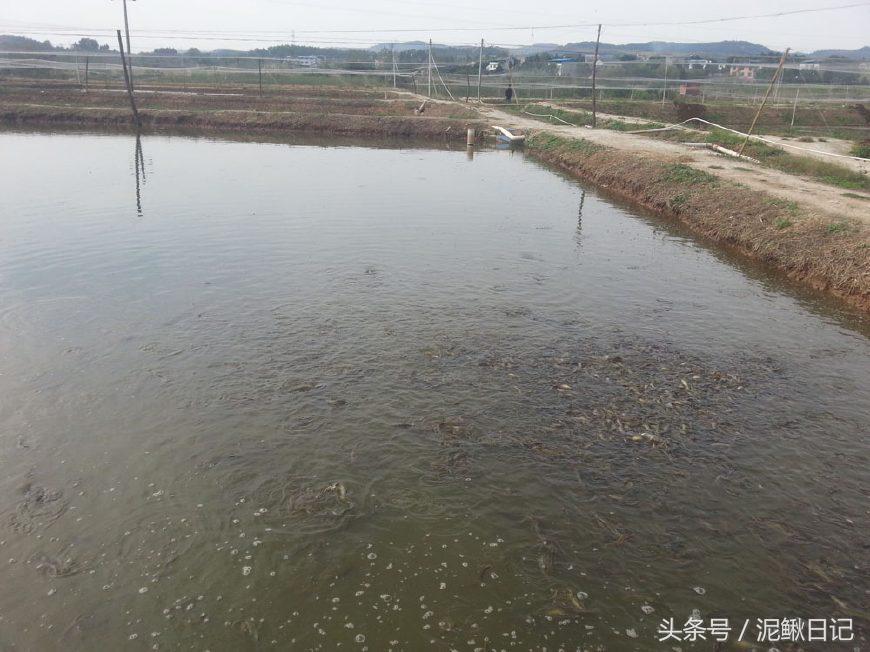 泥鳅养殖技术与养殖方法图解大全,泥鳅养殖技巧与方法