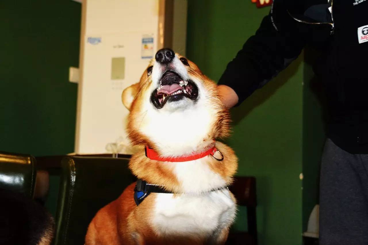 短腿男神蹭吃蹭喝欢乐多，“贱”装出席女票的生日派对