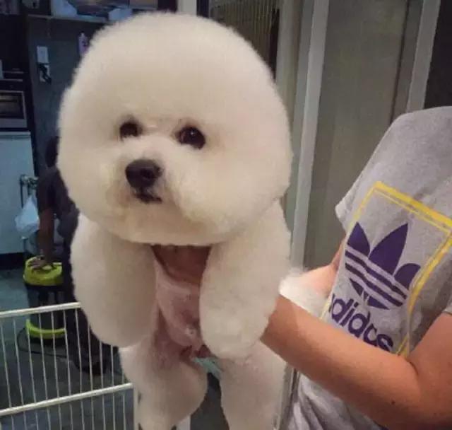 比熊犬呕吐拉血是什么原因,比熊犬吐未消化的狗粮还拉稀