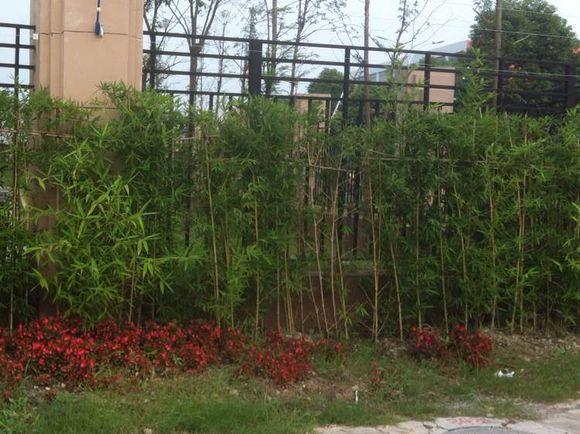 如何用竹子制作钓鱼竿,用竹子自制钓鱼竿方法