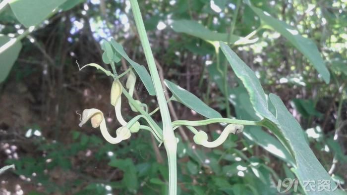 什么草活血止痛,地里常见的中草药