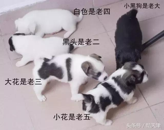 怎样知道家里的狗狗是串串 (怎么知道我家狗是什么串串)