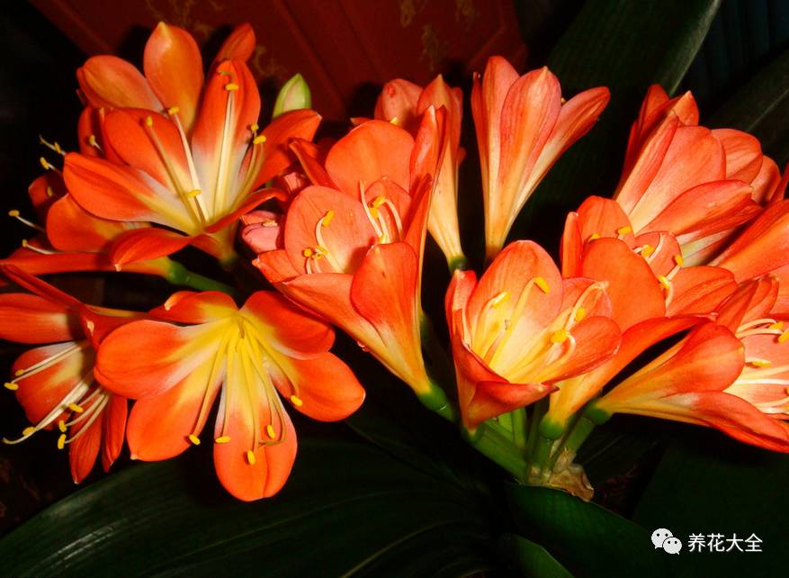 别人家的君子兰,君子兰没长出来就开花了怎么回事