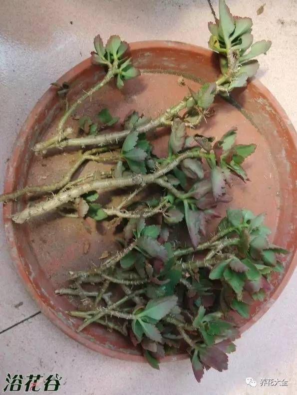 花死了花盆要不要扔,花死了要不要扔