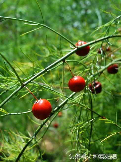 芦笋该如何正确处理,芦笋长得又细又长怎么办